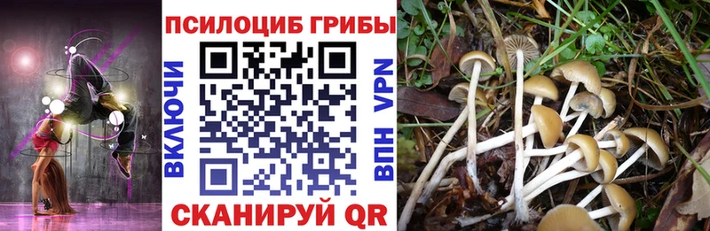 сколько стоит  Богородицк  Галлюциногенные грибы Magic Shrooms 
